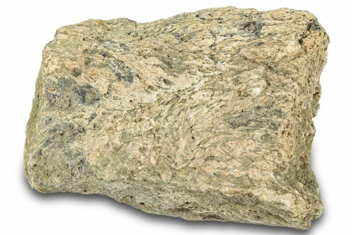 Dinosaur (Triceratops) Frill Shield Section - Montana #321988
